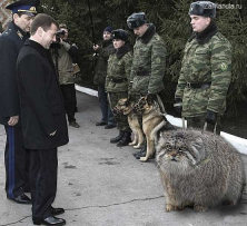 10 необычных пород собак и кошек