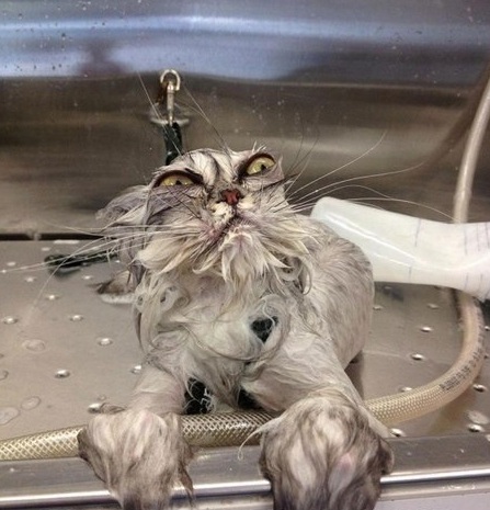 Известные котомемы.
