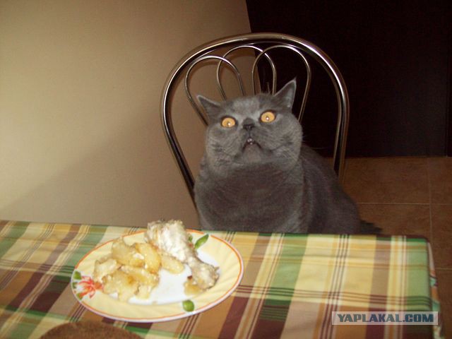 Эй раб, что это у тебя ?!?!