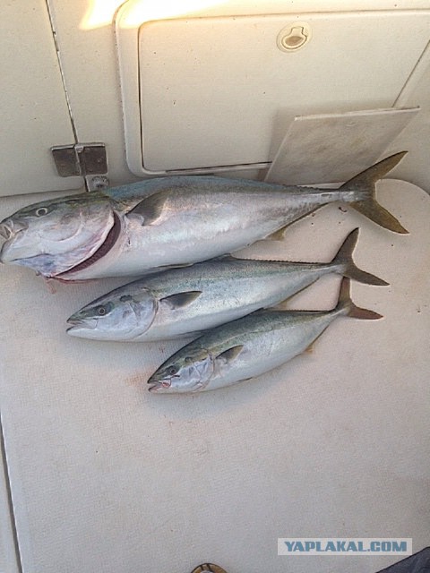 Владивосток в глазах французских журналистов