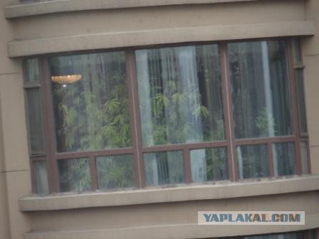 За что я люблю китайцев