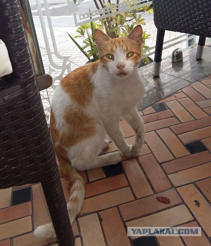 Котовторник 22.12.2015