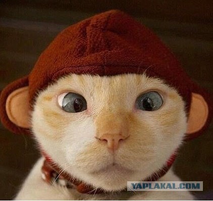 Россия: Стояние на персидском заливе