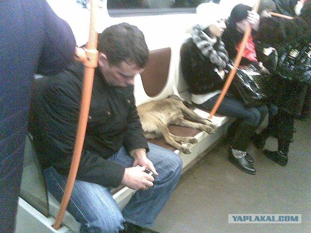 У них действует только одно правило