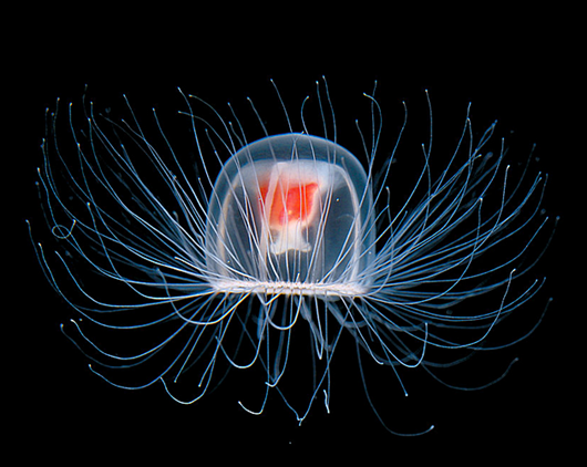 Факты, в которые сложно поверить