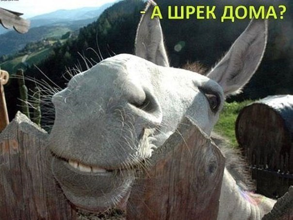 Прикольные картинки