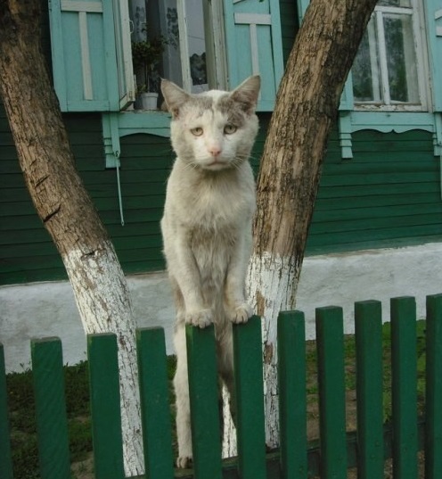 15 котов, мимике которых можно только позавидовать
