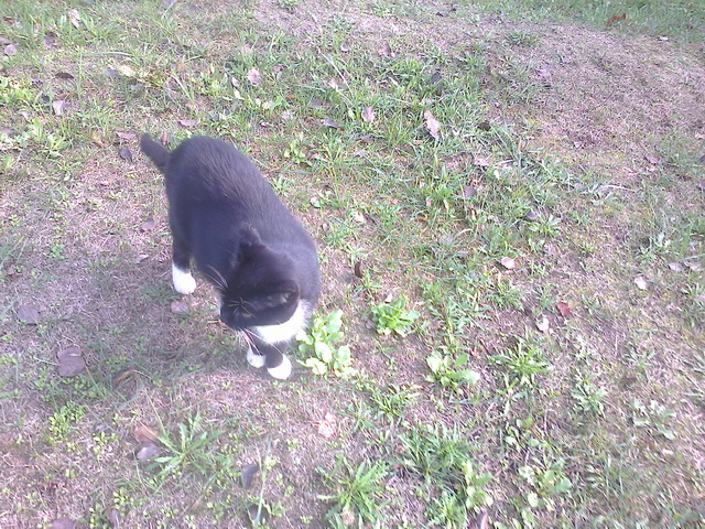 Котовторник 22.03.2016