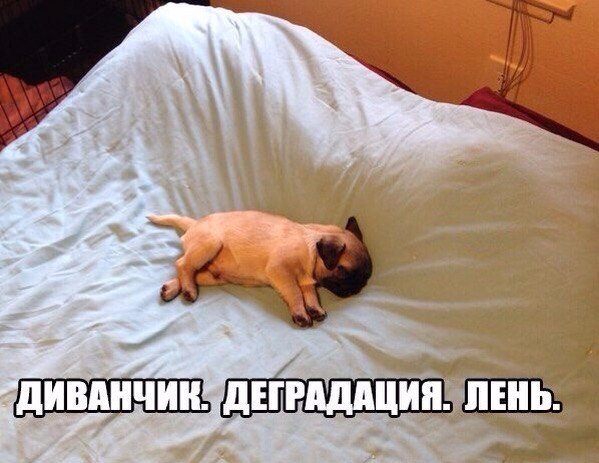 Мохнатые беспредельщики