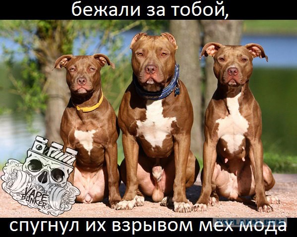 Озверевшие люди