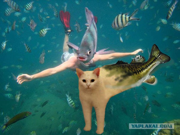 Забавно устроившийся на ступенях кот стал героем фотожаб