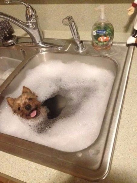 Прикольные животные
