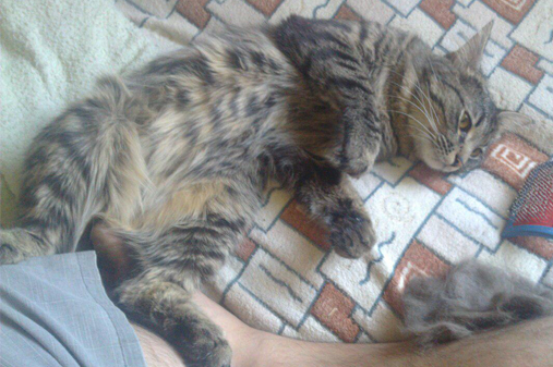 Котовторник 09.08.2016