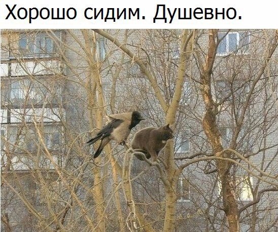 Коты из сети