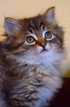 Коты из сети