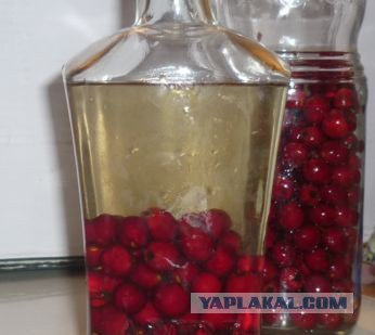 Кто пьет боярышник?