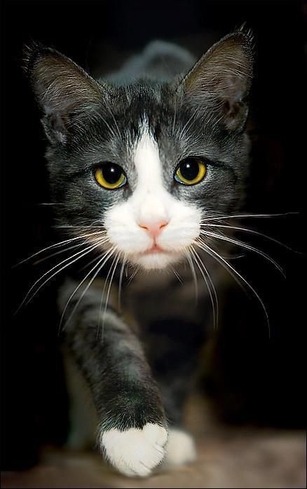 Коты из сети