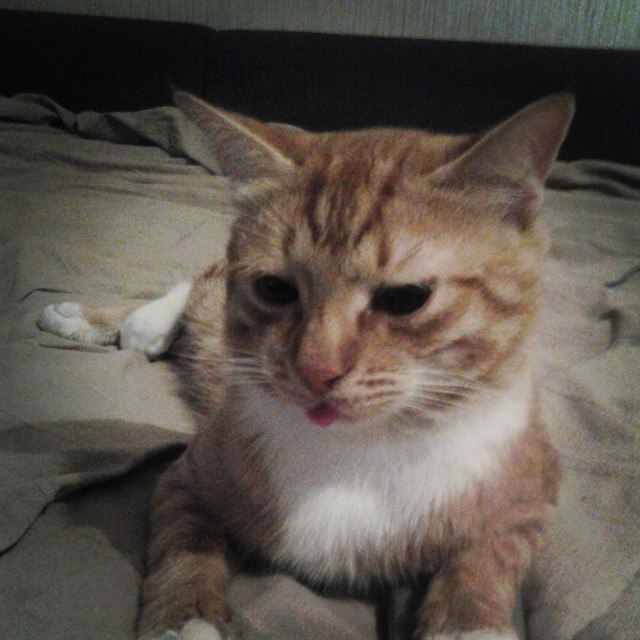 Котопёсо суббота
