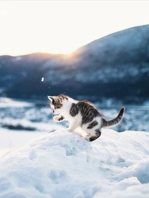 Коты и Кошки