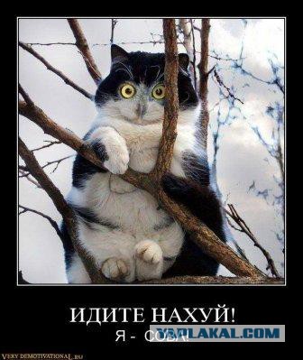 Коты. Отнюдь не ми-ми-ми.