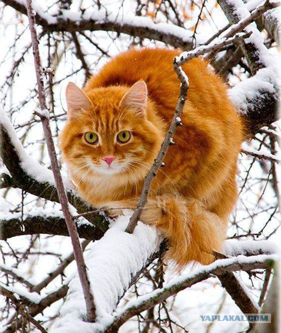 Котовторник 20.02.18