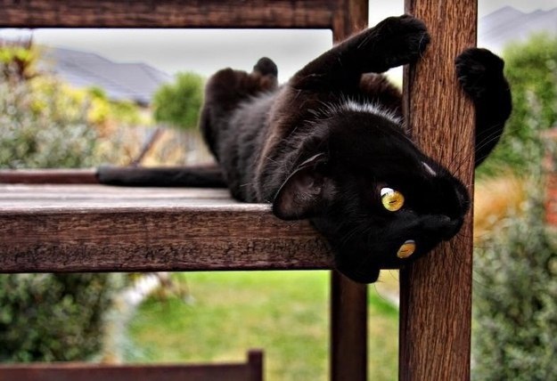 Прикольных котов пост