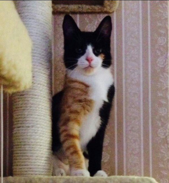 Прикольных котов пост