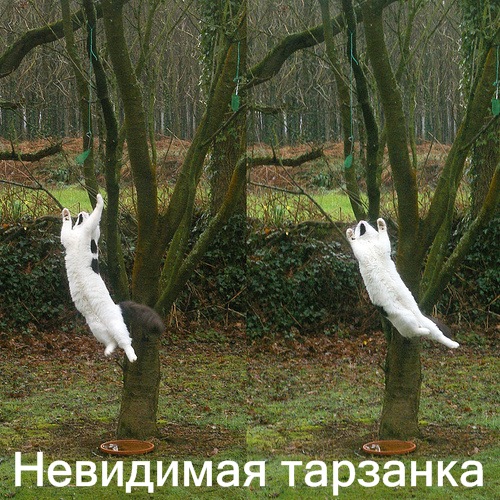 Коты и невидимые предметы 26 фот