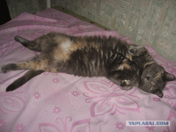 It's Catursday Fever! (Котовторник)