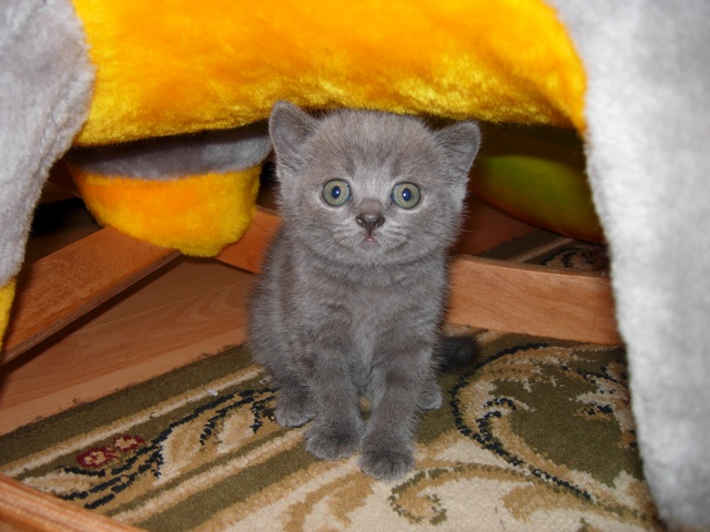 Котовторник! 13.03.2012