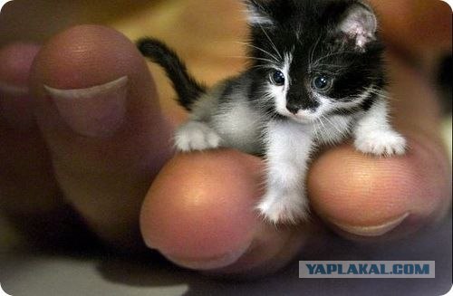 Про котов и про КОТА