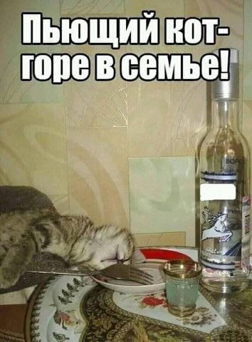 Картинки с надписями и коты, много котов