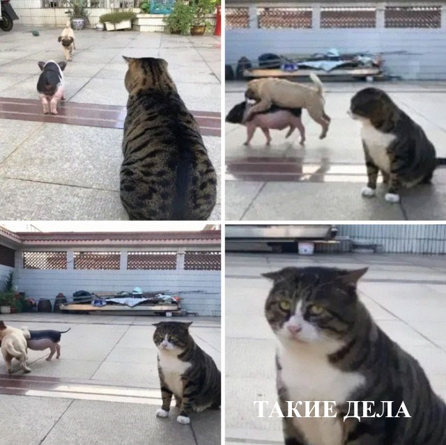 В него явно вселилась душа какого-то актера.