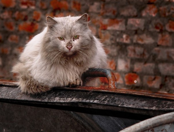 Уличные котаны