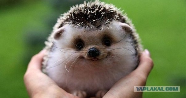 Ёжик! Вызываю тебя!