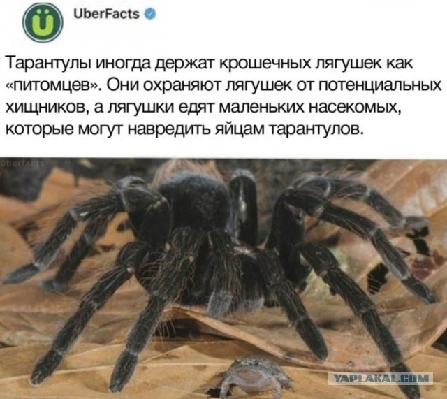 Весёлый полтишок 4.05