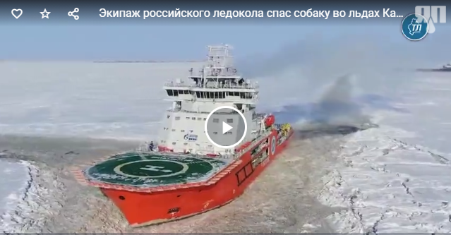 Экипаж российского ледокола спас собаку во льдах Карского моря