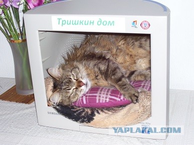 Солнце котовторника уже встало, Господа!