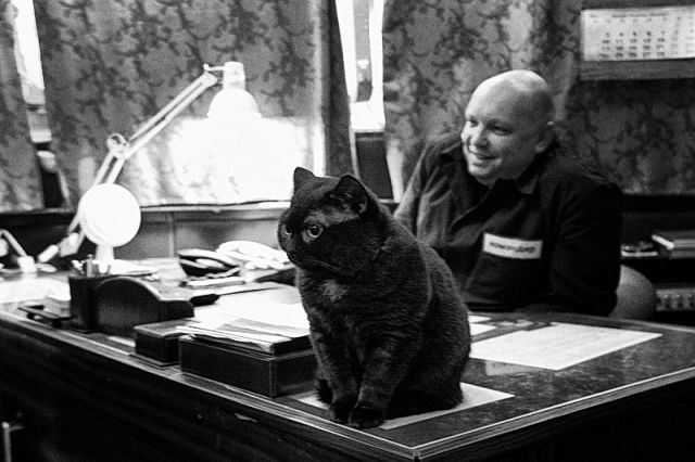 Друзья моряков: почему корабельных котов считают полноправными членами экипажа