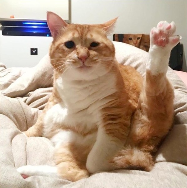 Хоба дабл хоба картинки котов