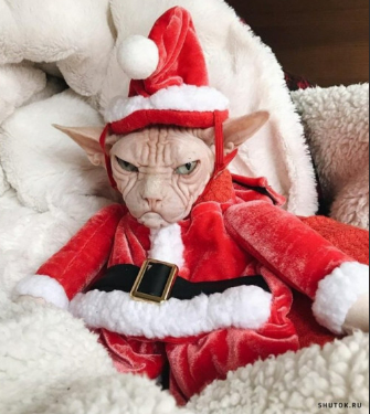Про котика