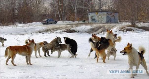 Зоошиза