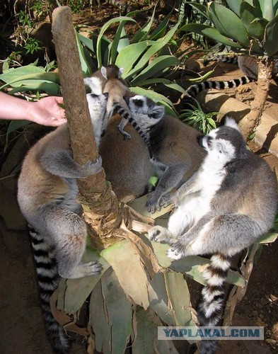 Хочу дачу на канарах!