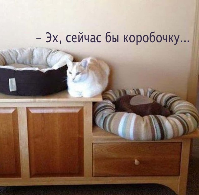 Жизнь домашнего приюта "Котоленд" 426
