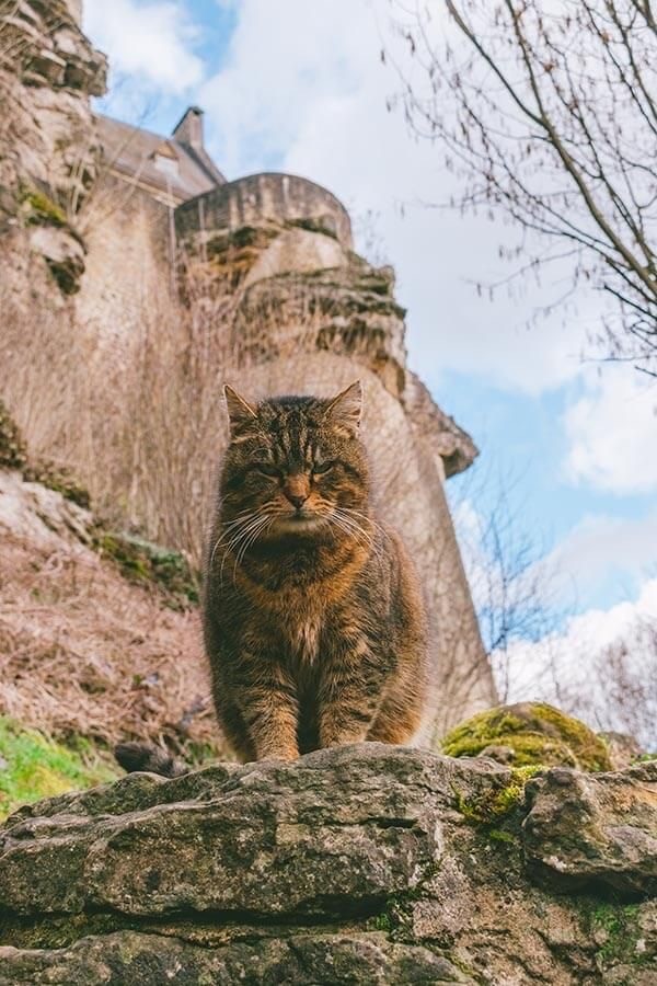 Кошки на развалинах города Помпеи