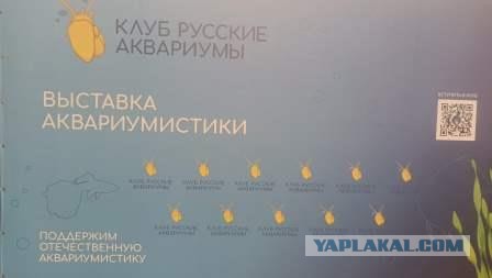 Записки аквариумиста. Краб Красный дьявол (Geosesarma hagen)