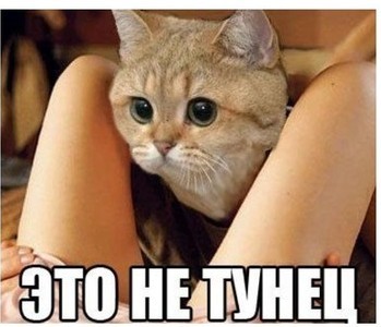 Котик поприветствовал киску