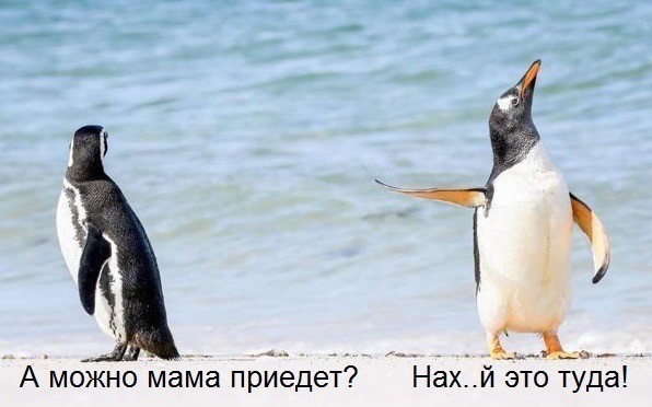 Веселое настроение в картинках