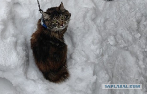 Первый снег. Первая прогулка.