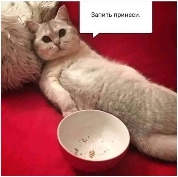 К котовторнику: подборка картинок-баянов с котиками и про котиков. Выпуск 40.